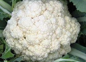 מאפה כרובית