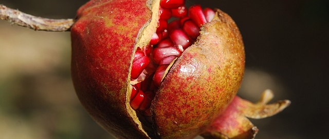 נוגדי חימצון אנטי אוקסידנטים